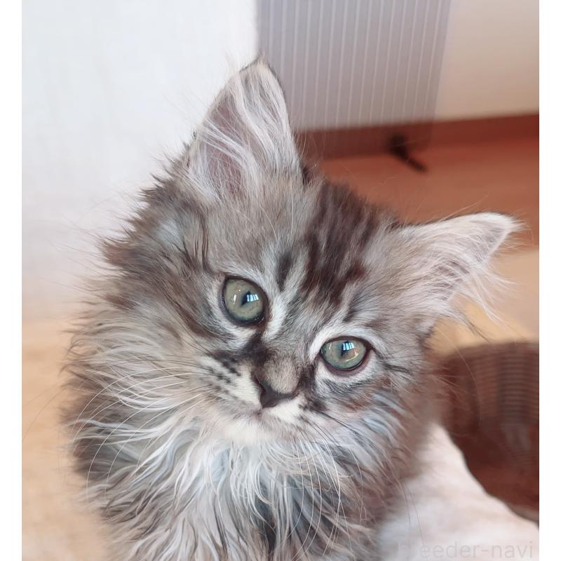 販売中の福島県のマンチカン-131508の2枚目