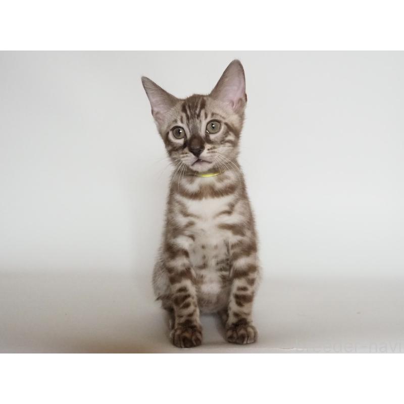 販売中の神奈川県のベンガル-131514の7枚目