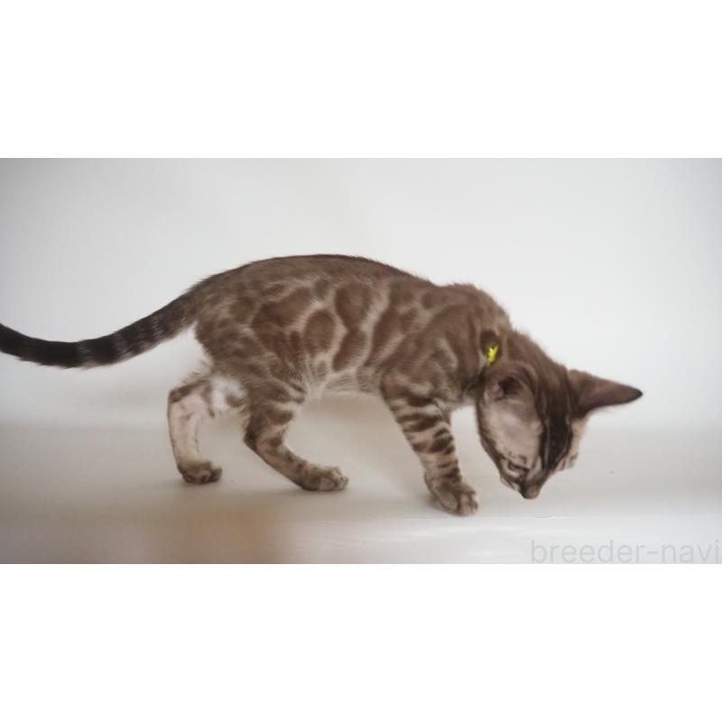 販売中の神奈川県のベンガル-131514の6枚目