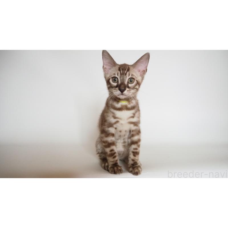 販売中の神奈川県のベンガル-131514の5枚目