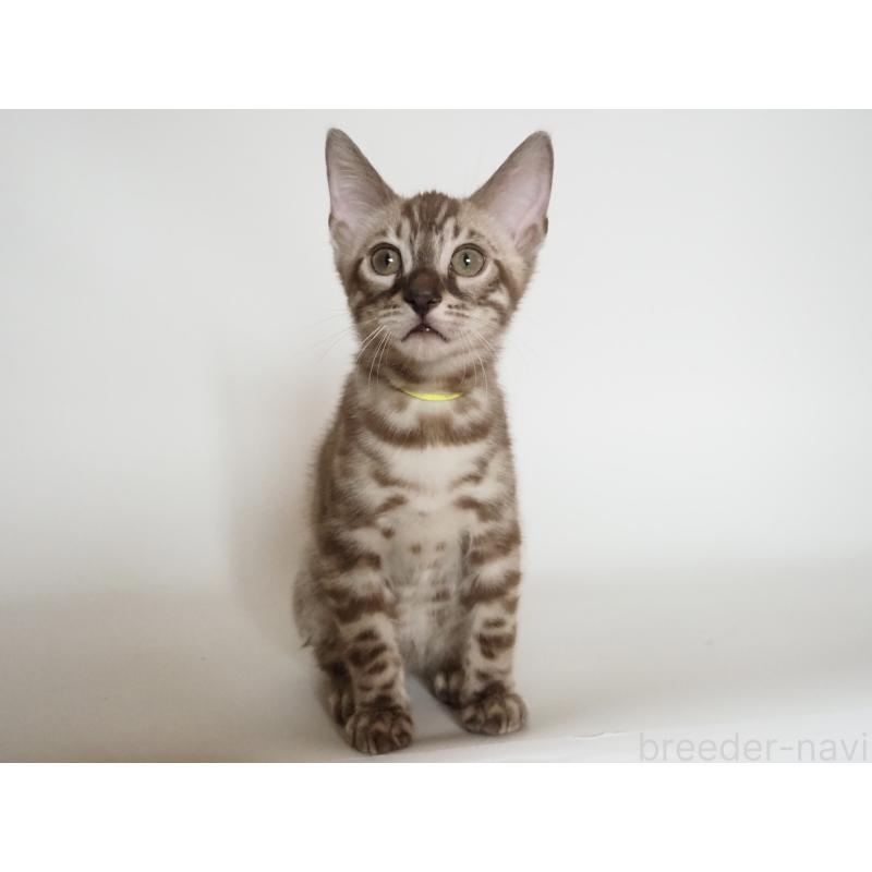 販売中の神奈川県のベンガル-131514の4枚目