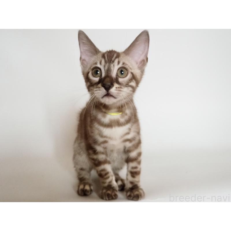 販売中の神奈川県のベンガル-131514の3枚目