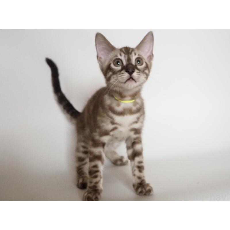 販売中の神奈川県のベンガル-131514の2枚目