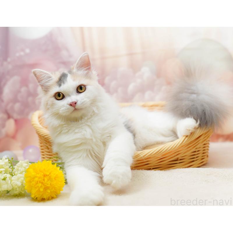 販売中の千葉県のサイベリアン-133636