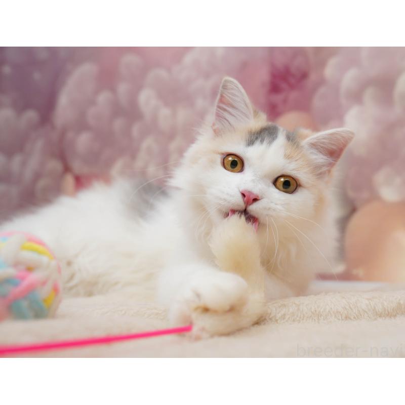 販売中の千葉県のサイベリアン-133636の9枚目