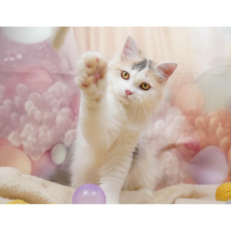 販売中の千葉県のサイベリアン-133636の8枚目