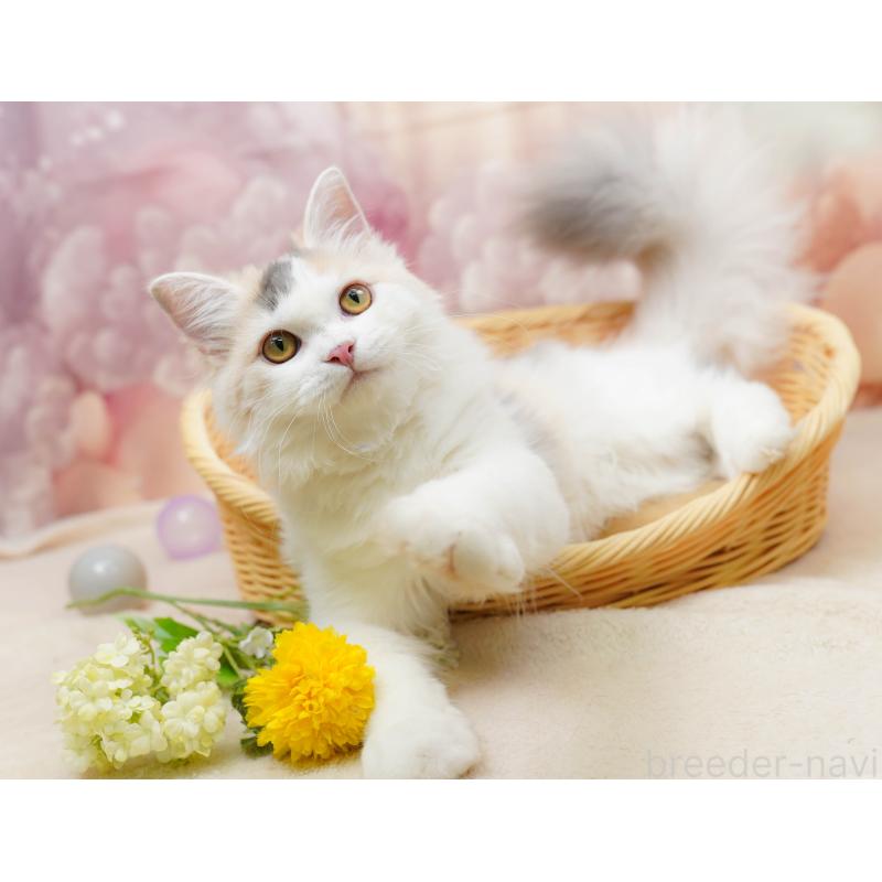 販売中の千葉県のサイベリアン-133636の7枚目