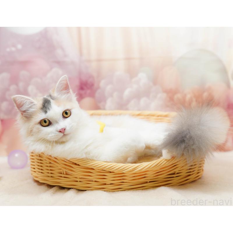 販売中の千葉県のサイベリアン-133636の6枚目