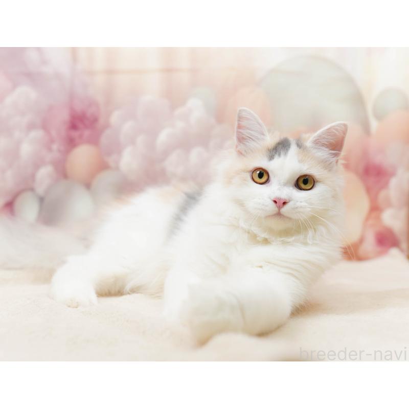 販売中の千葉県のサイベリアン-133636の5枚目