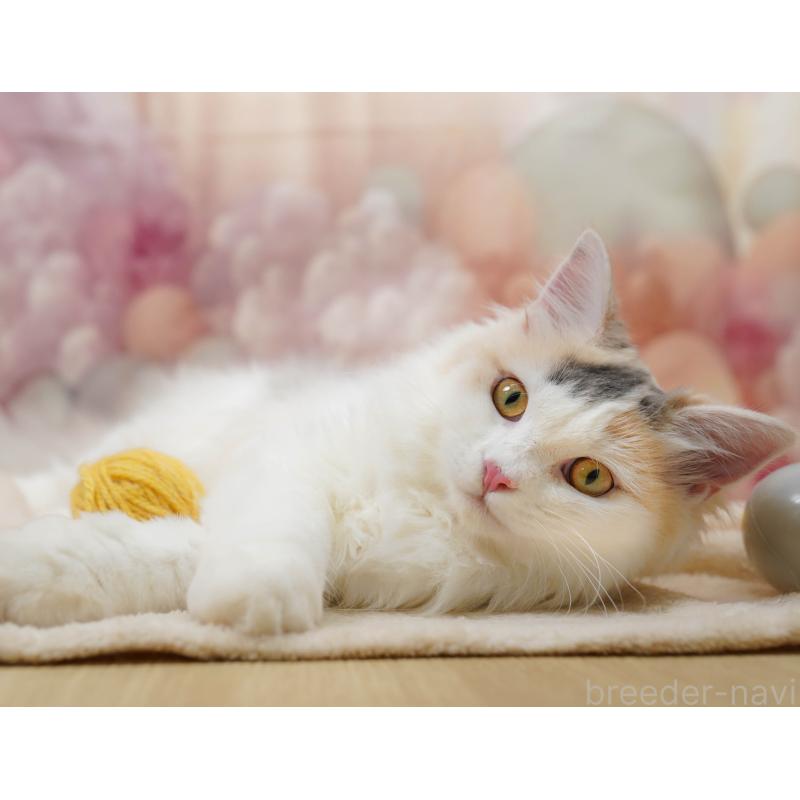 販売中の千葉県のサイベリアン-133636の4枚目