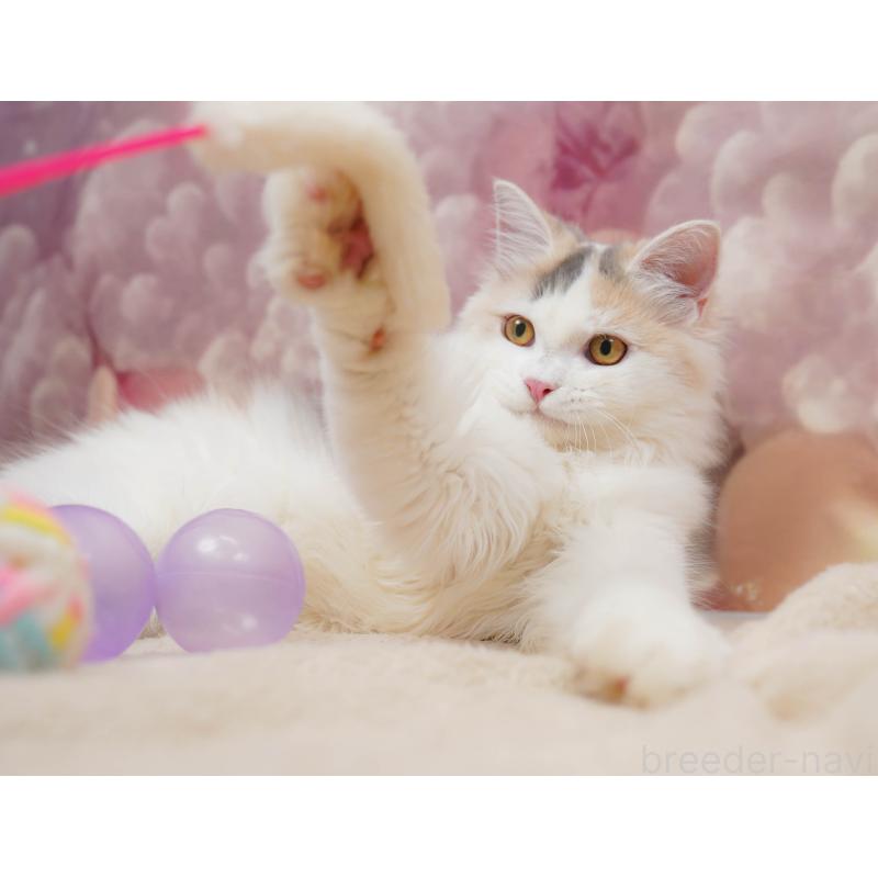 販売中の千葉県のサイベリアン-133636の3枚目