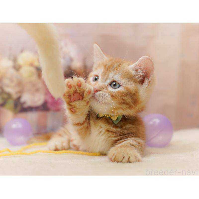 販売中の千葉県のマンチカン-133638の10枚目