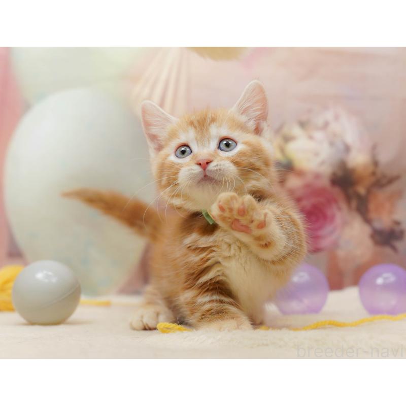 販売中の千葉県のマンチカン-133638の8枚目