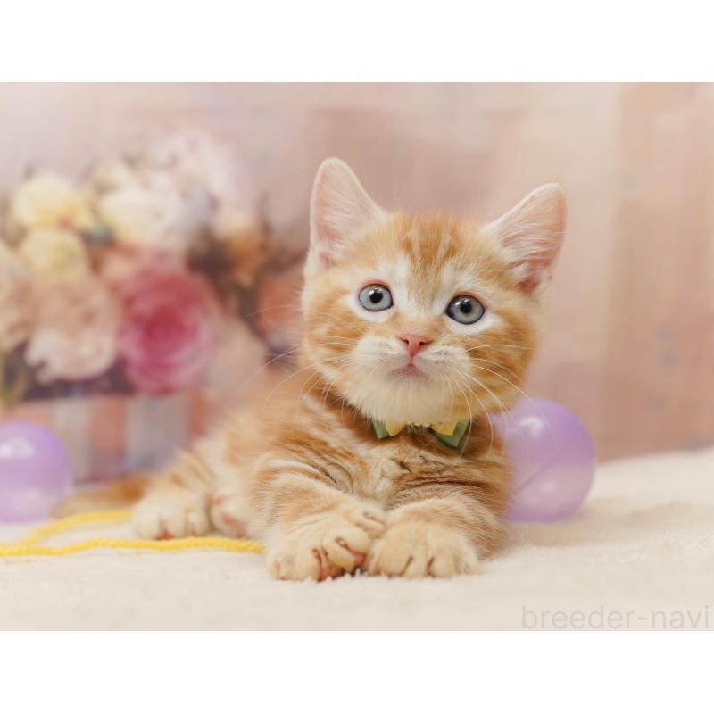 販売中の千葉県のマンチカン-133638の7枚目