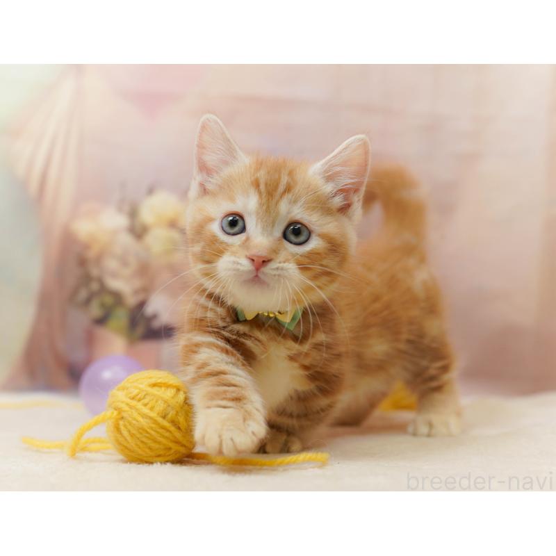 販売中の千葉県のマンチカン-133638の6枚目