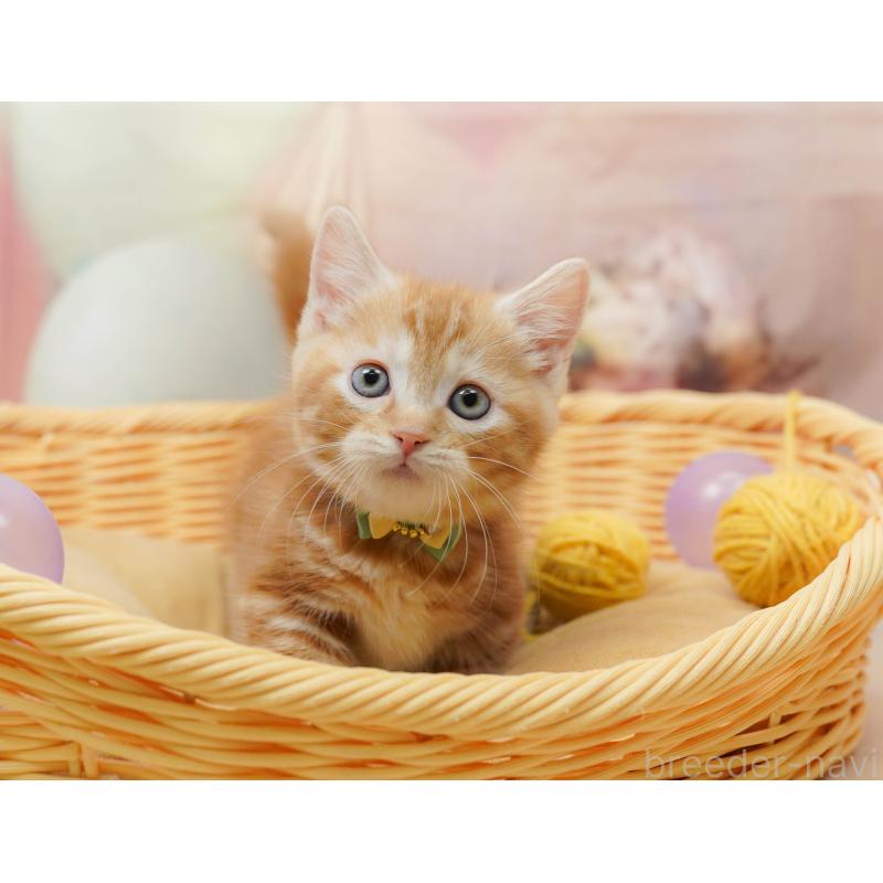 販売中の千葉県のマンチカン-133638の5枚目