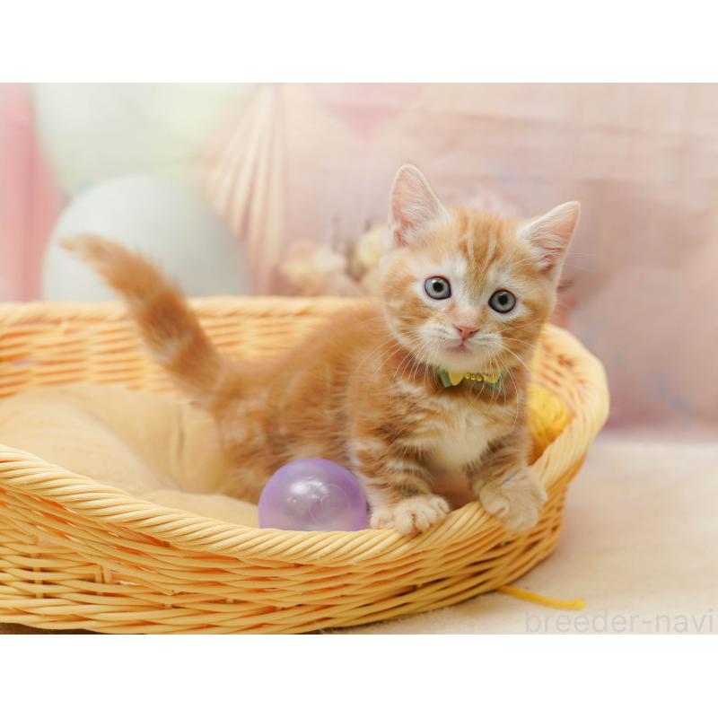 販売中の千葉県のマンチカン-133638の4枚目