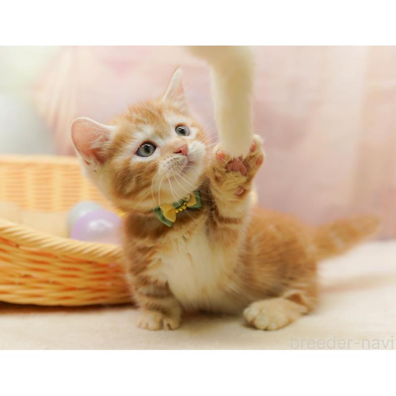 販売中の千葉県のマンチカン-133638の3枚目