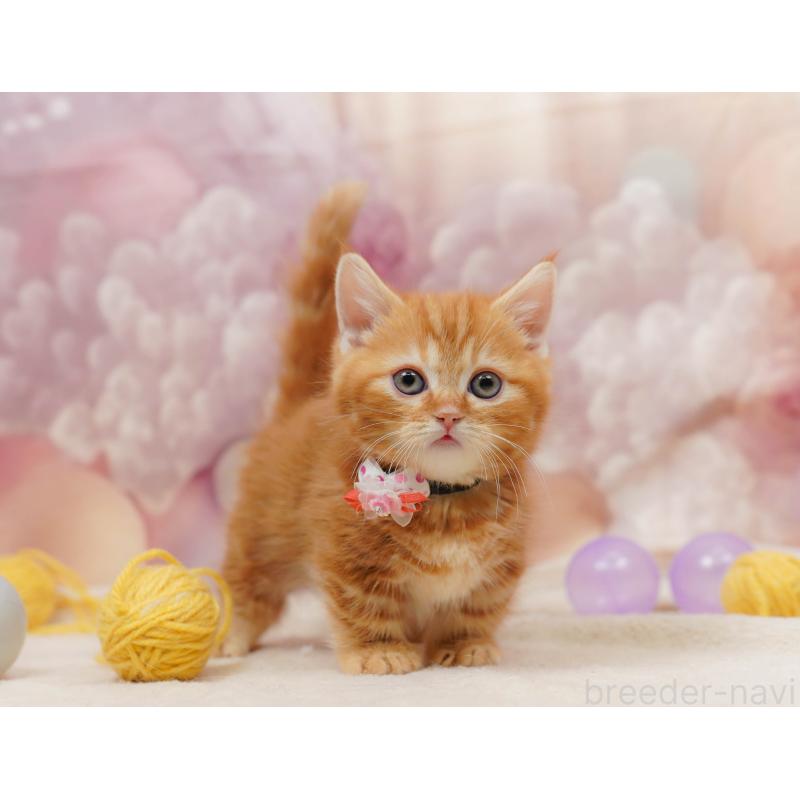 販売中の千葉県のマンチカン-133637