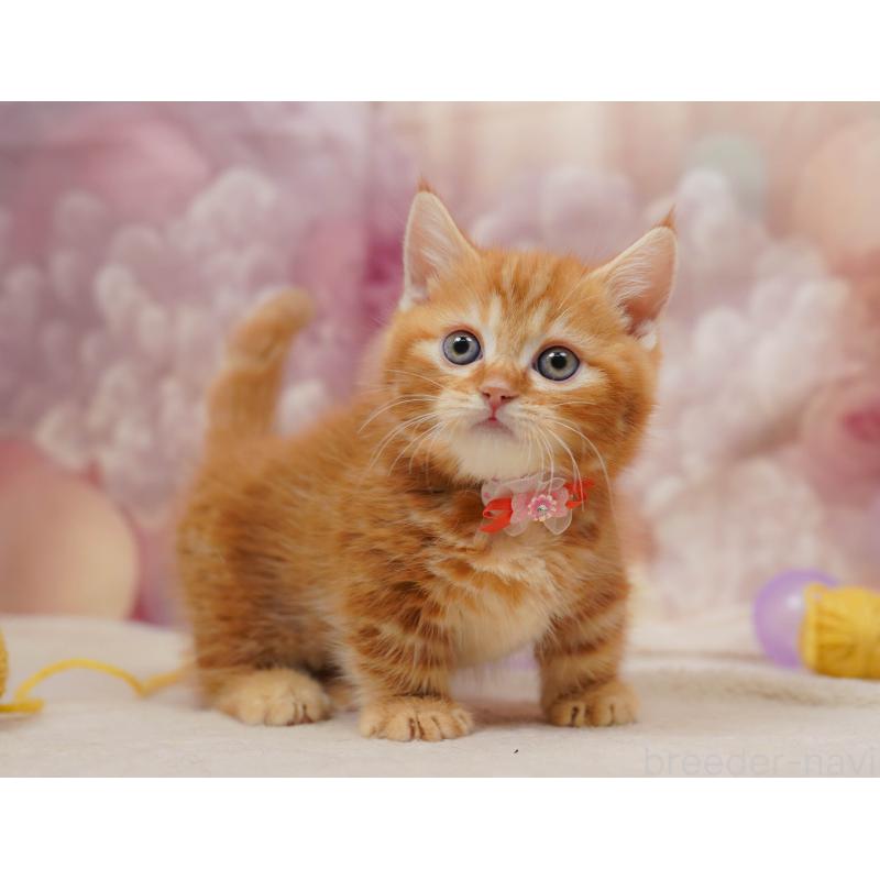 販売中の千葉県のマンチカン-133637の8枚目