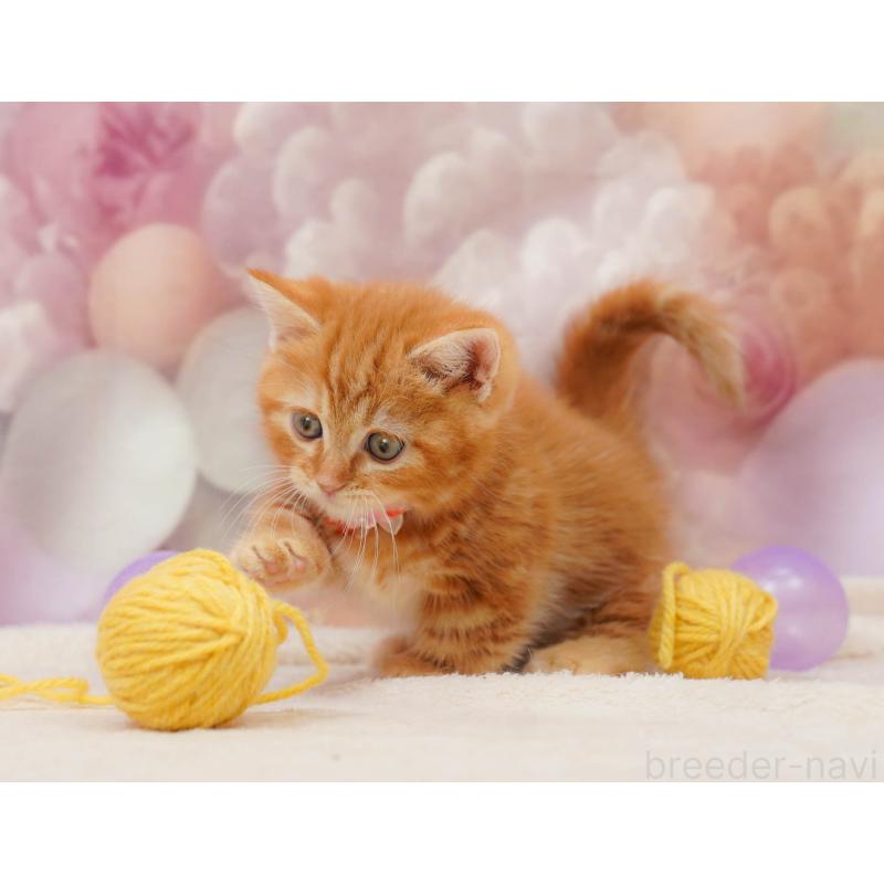 販売中の千葉県のマンチカン-133637の7枚目