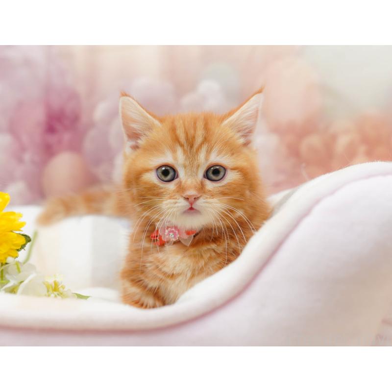 販売中の千葉県のマンチカン-133637の6枚目