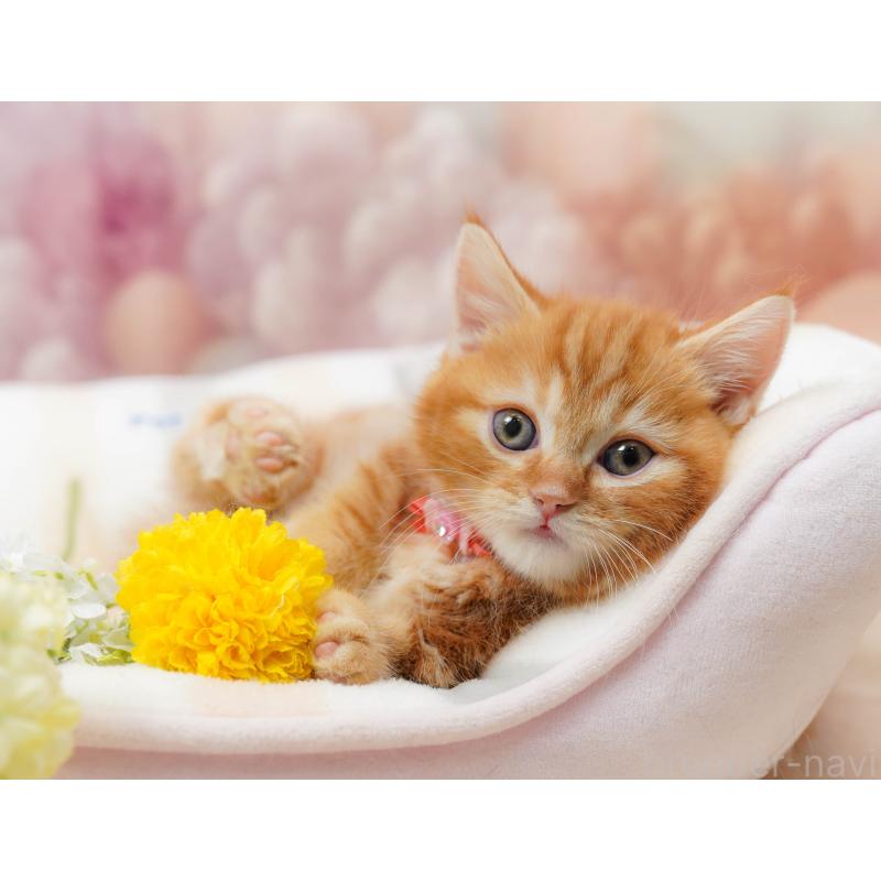 販売中の千葉県のマンチカン-133637の5枚目