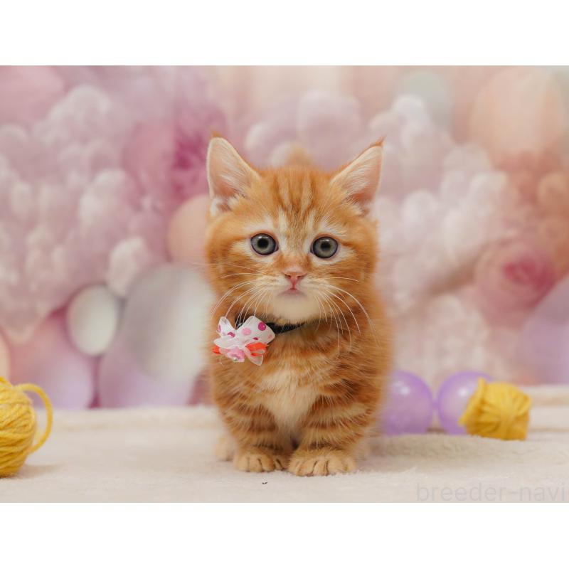 販売中の千葉県のマンチカン-133637の4枚目