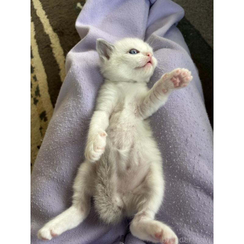 販売中の大阪府のラグドール-133451の4枚目