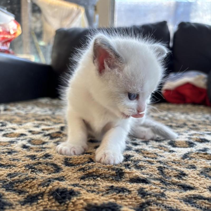 販売中の大阪府のラグドール-133451の3枚目