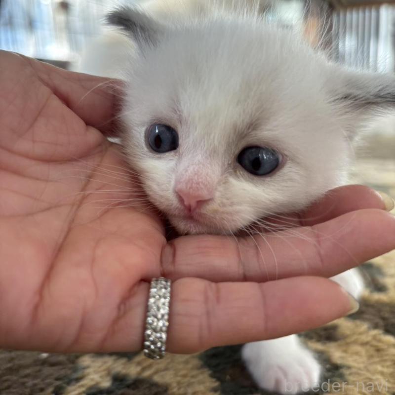 販売中の大阪府のラグドール-133451の1枚目