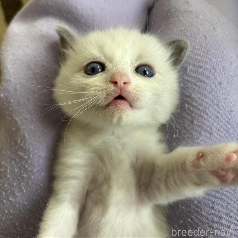 販売中の大阪府のラグドール-133451の2枚目