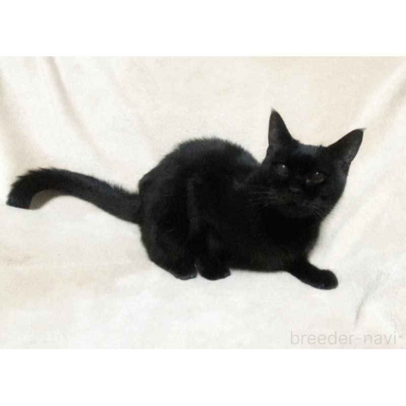 販売中の埼玉県のボンベイ-133452の5枚目