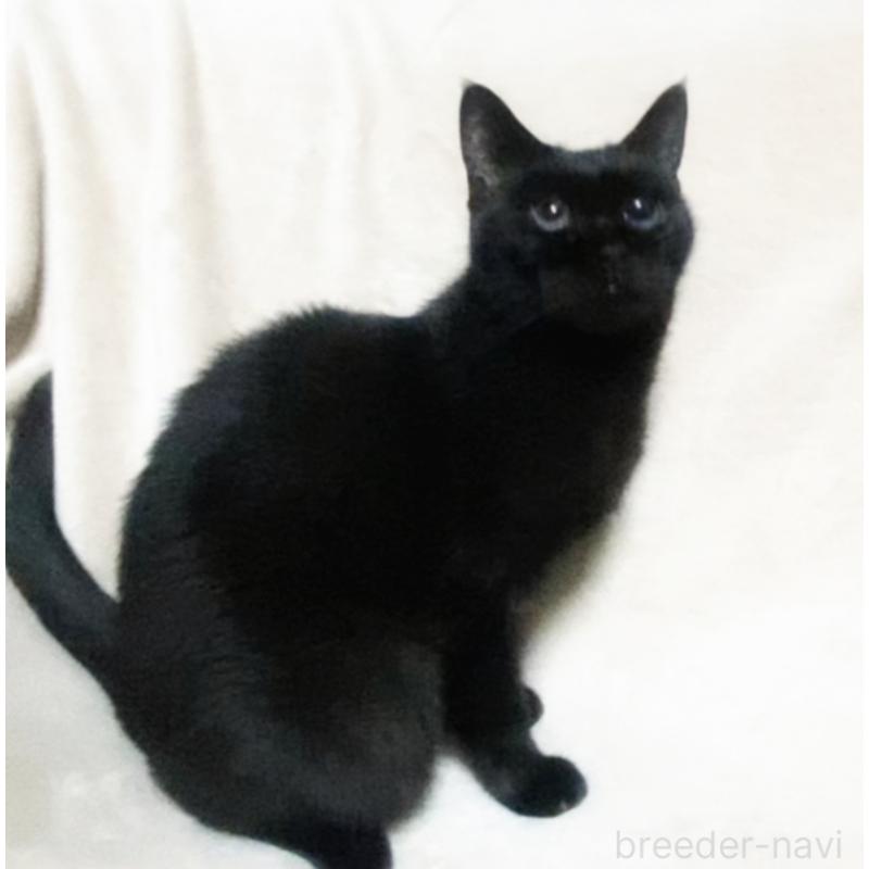 販売中の埼玉県のボンベイ-133452の4枚目