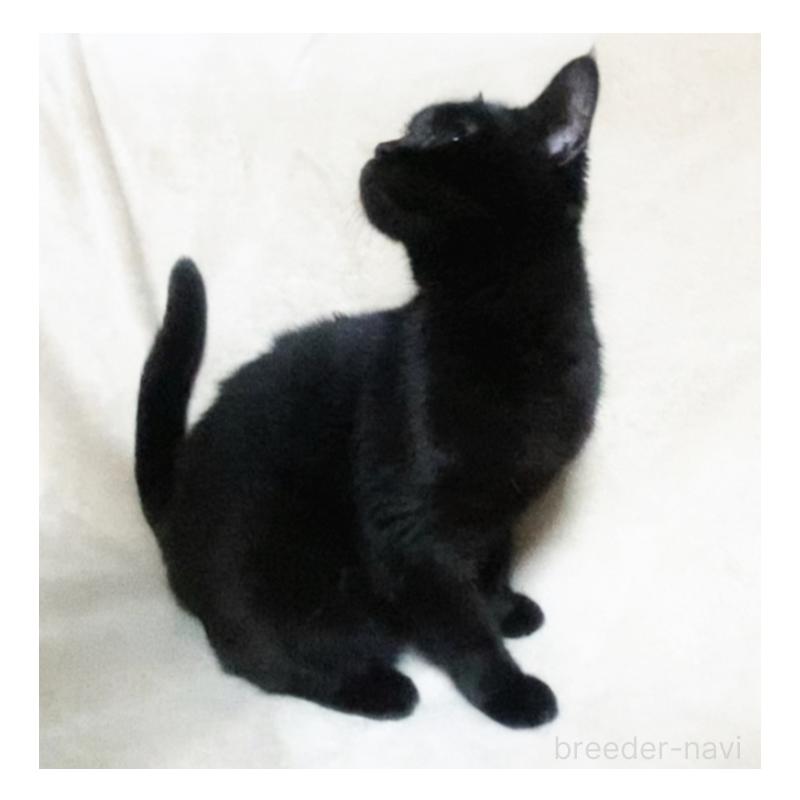 販売中の埼玉県のボンベイ-133452の3枚目