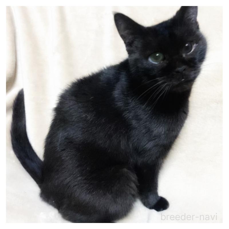 販売中の埼玉県のボンベイ-133452の2枚目