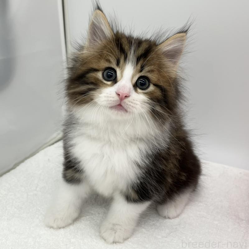販売中の愛知県のノルウェージャンフォレストキャット-133453の5枚目