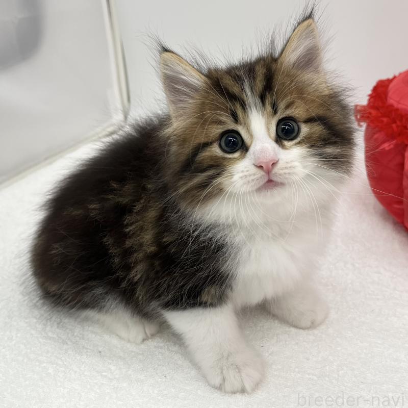 販売中の愛知県のノルウェージャンフォレストキャット-133453の4枚目