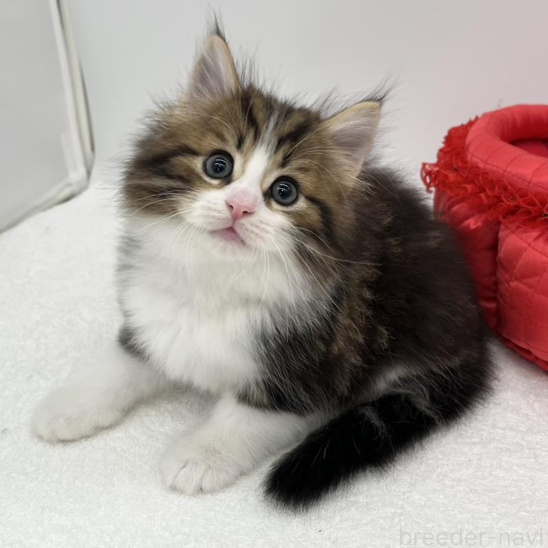 販売中の愛知県のノルウェージャンフォレストキャット-133453の3枚目