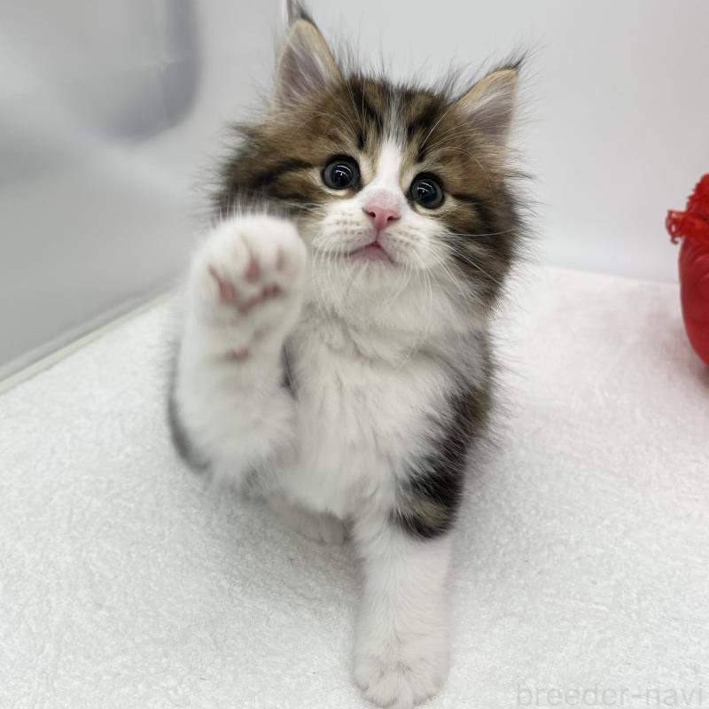 販売中の愛知県のノルウェージャンフォレストキャット-133453