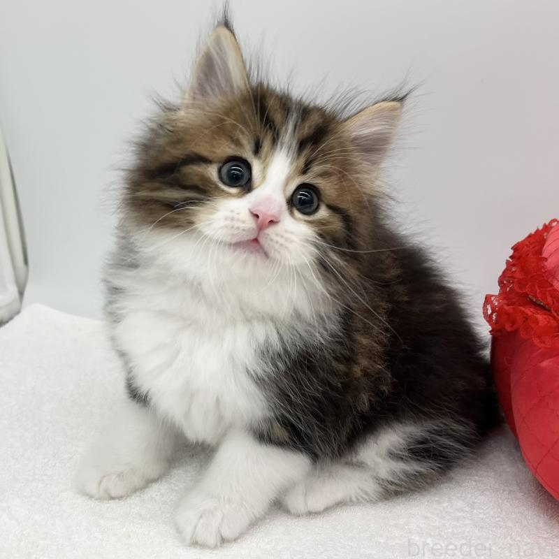 販売中の愛知県のノルウェージャンフォレストキャット-133453の2枚目