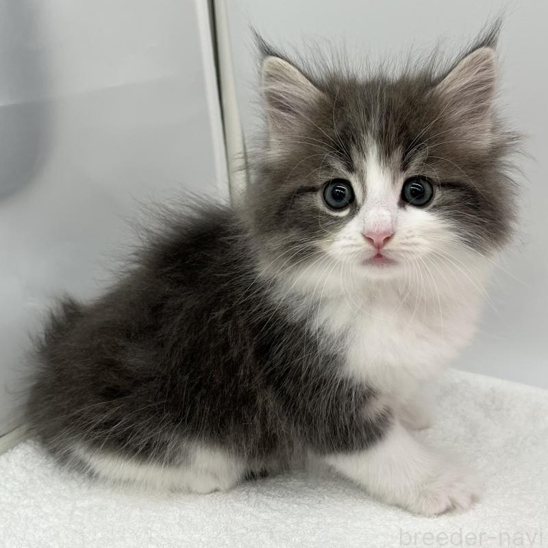 販売中の愛知県のノルウェージャンフォレストキャット-133454の5枚目