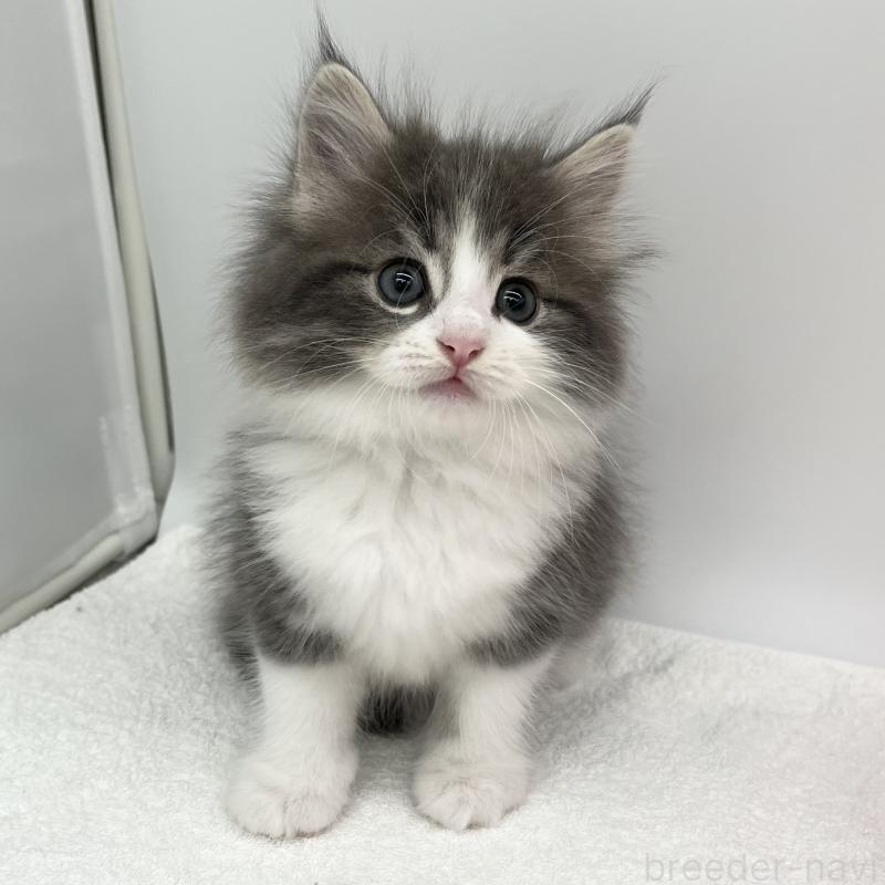 販売中の愛知県のノルウェージャンフォレストキャット-133454の4枚目