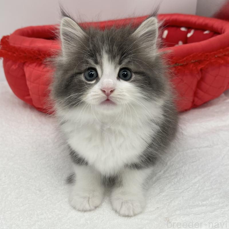 販売中の愛知県のノルウェージャンフォレストキャット-133454の3枚目