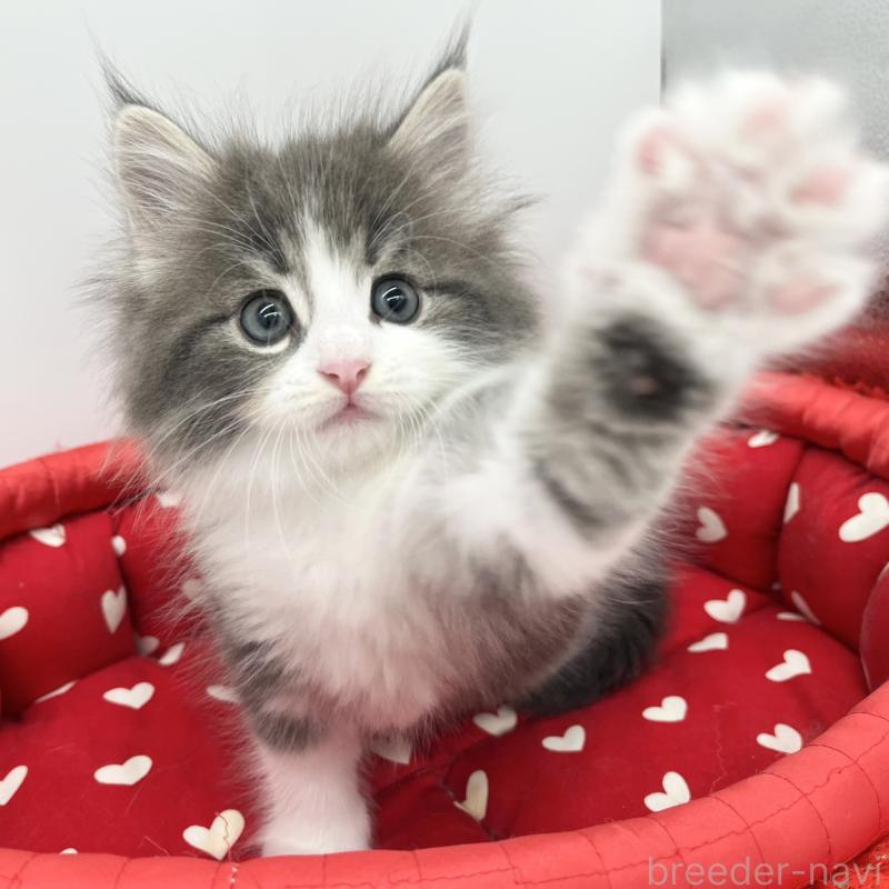 販売中の愛知県のノルウェージャンフォレストキャット-133454