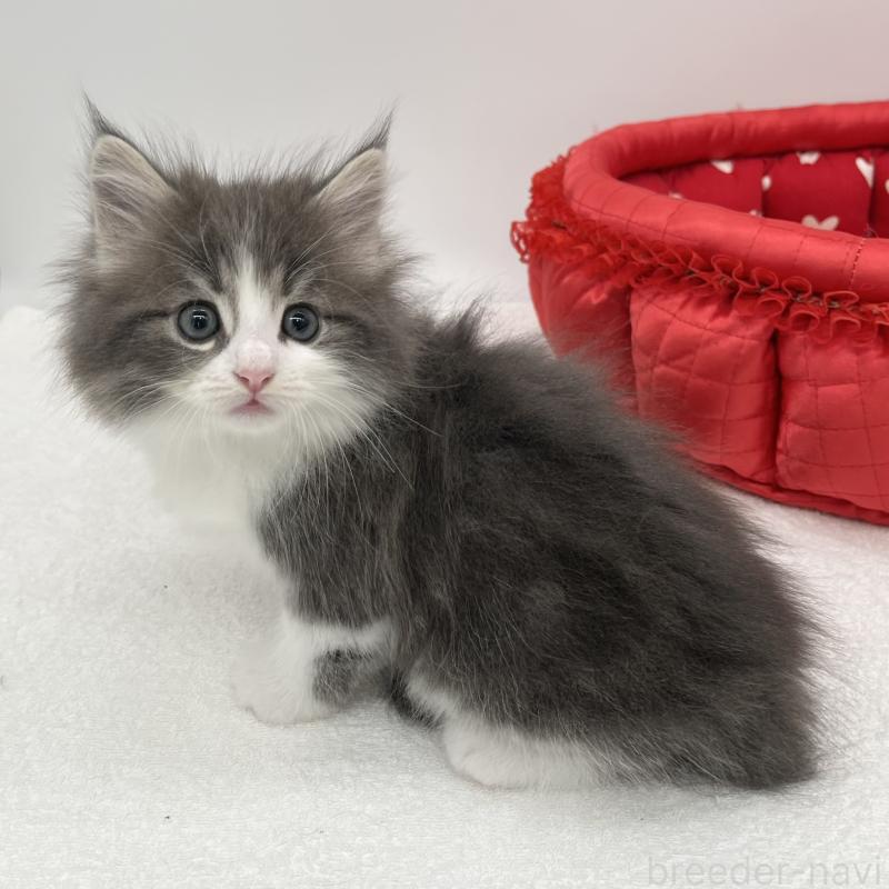 販売中の愛知県のノルウェージャンフォレストキャット-133454の2枚目