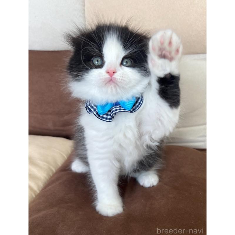 販売中の福岡県のスコティッシュフォールド(折れ耳)-133562の8枚目
