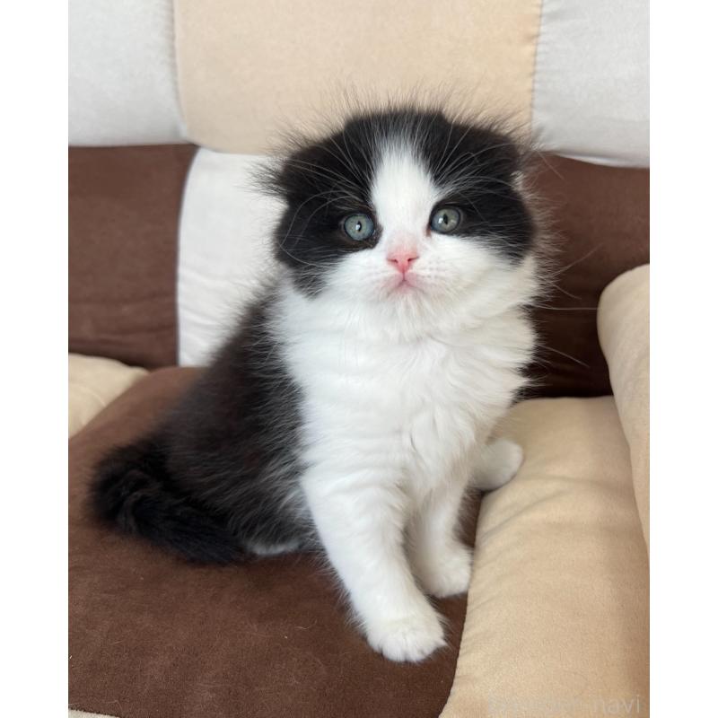 販売中の福岡県のスコティッシュフォールド(折れ耳)-133562の7枚目