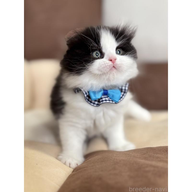 販売中の福岡県のスコティッシュフォールド(折れ耳)-133562の5枚目