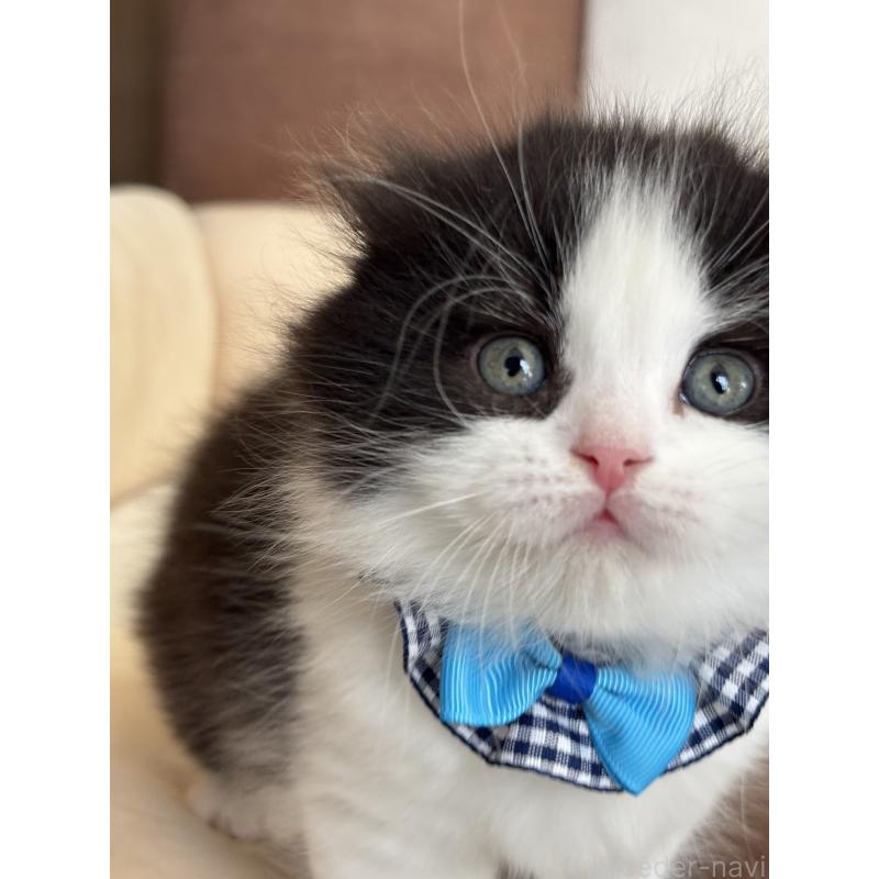 販売中の福岡県のスコティッシュフォールド(折れ耳)-133562の4枚目